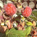 ���� ������, ������� - ��������� 1 ������� 2017 � ������ ������ ��������