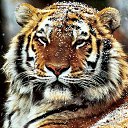 ���� Tima, ����, 55 ��� - ��������� 9 �������� 2017 � ������ ���� ����������
