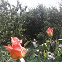 ���� Wiktor, ������ ��� - ��������� 20 ������� 2017 � ������ ���� �����