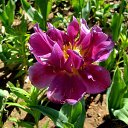  ,  -  15  2017       Ż