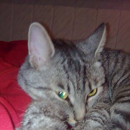 ���� ����, ����������, 61 ��� - ��������� 29 ������� 2017