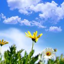 ���� ��������, ���������� - ��������� 24 ������ 2017 � ������ �the flowers and the sky�