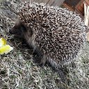 ���� ������, �����-���������, 73 ���� - ��������� 21 ������ 2017 � ������ ������ ��������