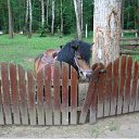 ���� �������, �����������, 62 ���� - ��������� 29 ������ 2017 � ������ ��������� -������ ����.�