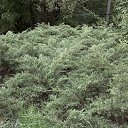 ���� ���������, ������ - ��������� 31 ������� 2017 � ������ ��������� � ������������ ��� 20 ������� 2017 ����