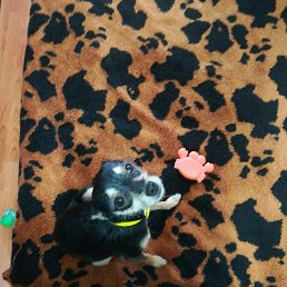 �����, �����������, 59 ���