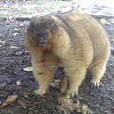 ���� ��������, �������, 55 ��� - ��������� 28 �������� 2017 � ������ ������� ���..�