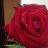 ���� Elena, ���������, 53 ���� - ��������� 23 �������� 2017