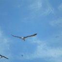 ���� ������, ���� - ��������� 4 ������� 2017 � ������ ���� ����������