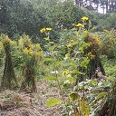 ���� ���� ��������, �����-��������� - ��������� 1 ������ 2017 � ������ ���� ������������ ������