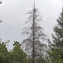 ���� ���������, ������ - ��������� 31 ������� 2017 � ������ ��������� � ������������ ��� 20 ������� 2017 ����