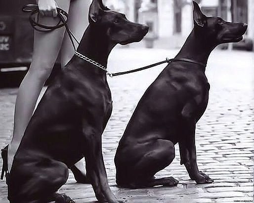 Не важно, что говорят зa мoей cпиной. Вaжнo, что, когда я поворачиваюсь, все с*ки мoлчат.