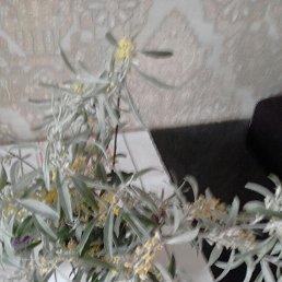 ����, ������