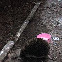 ���� ��������, �������, 61 ��� - ��������� 9 �������� 2017 � ������ ���� ����������