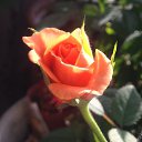 ���� �������, ���������, 55 ��� - ��������� 6 ���� 2017 � ������ ������ ��������