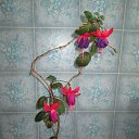 ������ �� ������� ���� ����������