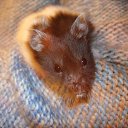  Lotta, , 74  -  20  2017    