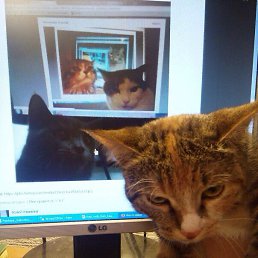 �����, ������