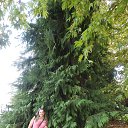 ���� ������, ������, 39 ��� - ��������� 18 ������� 2017 � ������ ���� ����������