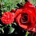  ,  -  7  2017      ۻ