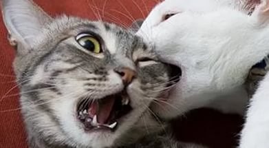 ���� �����, ����� - ��������� 2 ������� 2017