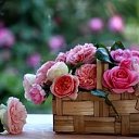 ���� �����, ���������, 49 ��� - ��������� 14 ���� 2017 � ������ ������ ��������