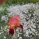 ���� ��������, ������� - ��������� 21 ��� 2017 � ������ ������..�