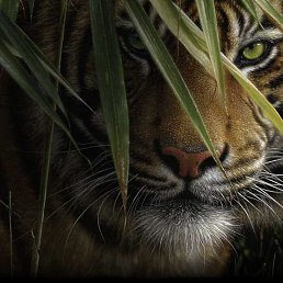 ���� Vau, ������ - ��������� 20 ������� 2017