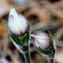 ���� �����, ������ - ��������� 12 ��� 2017 � ������ ������.�