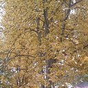 ���� Professor, �����-���������, 40 ��� - ��������� 10 ��� 2017