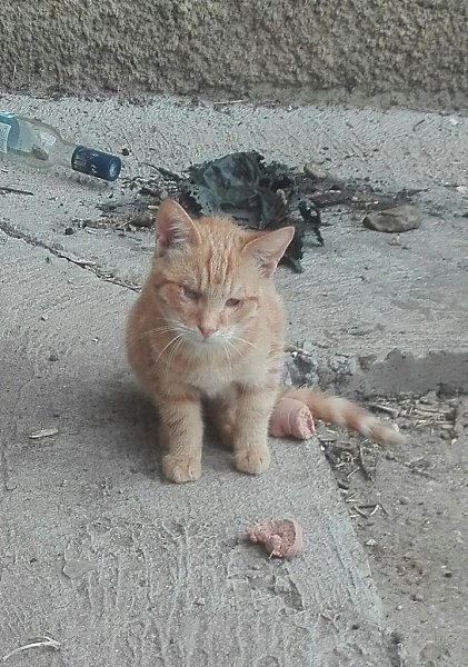 #котизм_доброта #москва@catism #МО@catism. Москва и МОРыжикам нужна передержка, без нее на улице не ... - 3