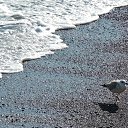  , , 60  -  8  2017   ,01.10.-06.10.17.