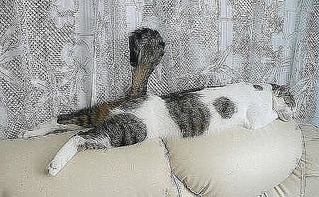 Спящие коты) А как спит ваш кот/кошка? Добавляйте свои фото в комментарии. - 4