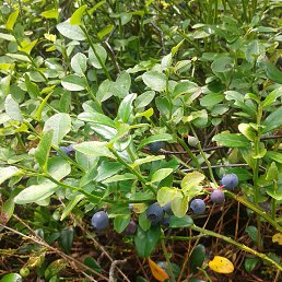 ���� �������, �����������, 56 ��� - ��������� 27 �������� 2017