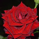 ���� ������, ���������, 48 ��� - ��������� 20 ���� 2017 � ������ ���� ����������