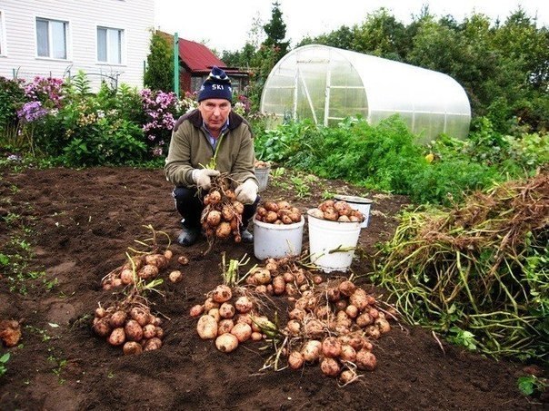 Картофель. Как с 20-ти кустов собрать 40 вёдер.Можно ли вырастить с одного куста - целое ведро ...