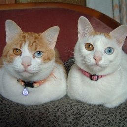 ���� �����, ��������������� - ��������� 20 ��� 2017