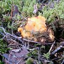  , , 54  -  15  2017   ܻ