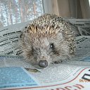 ���� ��������, �����-��������� - ��������� 14 ��� 2017 � ������ ���� ����������