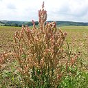 Mein Dorf. �� ������� ���� ����������