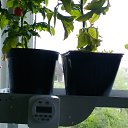 ���� ������, ������, 54 ���� - ��������� 4 ���� 2017 � ������ ������ ��������