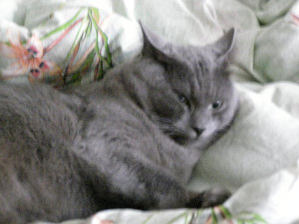 #Безкота_добро.Это мой котик Бакс, ласково называю его Баксик, Баксюша, Бакси, Бакс Великолепный. ... - 3