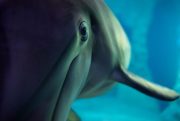   ,   National Geographic   2017 