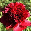 ���� ������, ������������, 56 ��� - ��������� 9 �������� 2017 � ������ ���� ����������