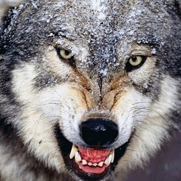 Aleksandr 31, ������