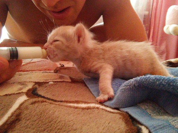 #Безкота_Добро.Мы забрали нашего Левика с улицы, когда шли домой с работы. Он лежал возле гаражей в ... - 2