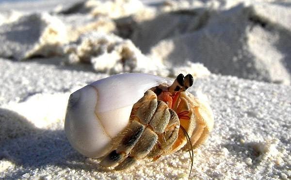   - (. Coenobita variabilis)   ,  ...