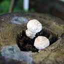 ���� Vassa, ���� - ��������� 8 ������� 2017 � ������ ������ ��������