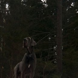 ��������, �����-���������, 46 ���