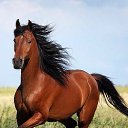 ���� N, ���������, 64 ���� - ��������� 15 �������� 2017